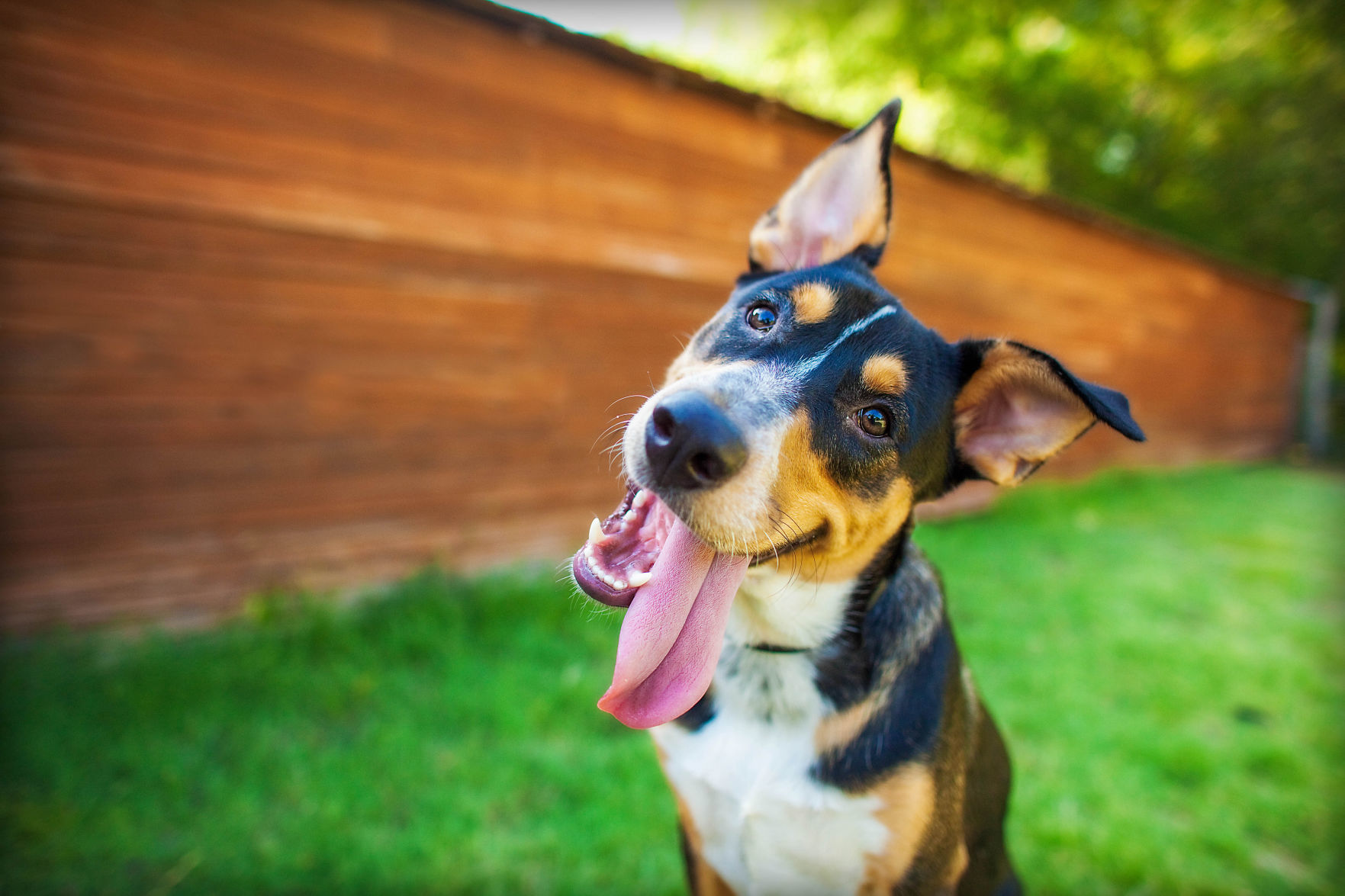Animal protection and reckless dog owner penalties